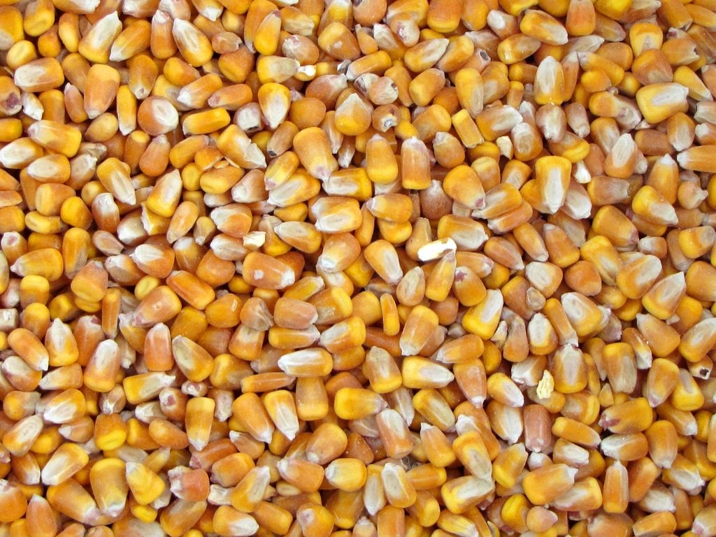 Wheat, Maize & Soybeans